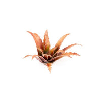 Gamers Grass GGLP-RA Laser Plants Red Aloe