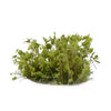 Gamers Grass GGS-GR Green Shrub Wild Tufts